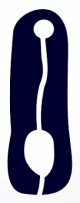 Anterior